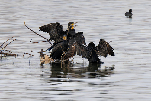 Great Cormorant