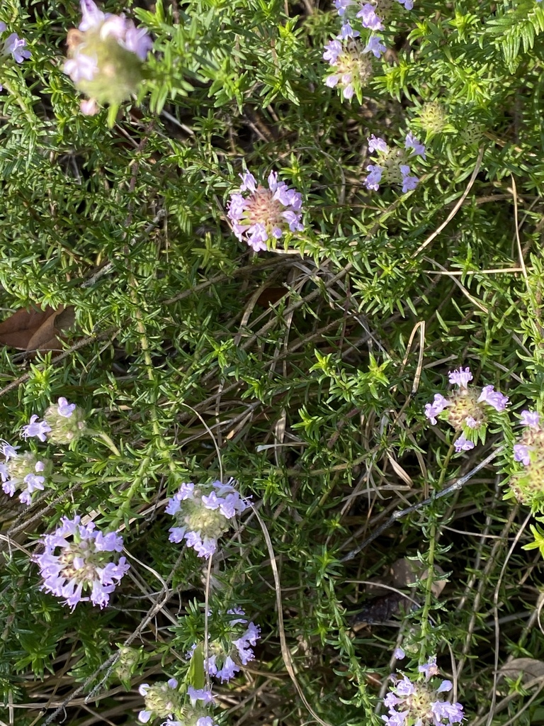 Florida pennyroyal from Border Rd, Venice, FL, US on February 08, 2020