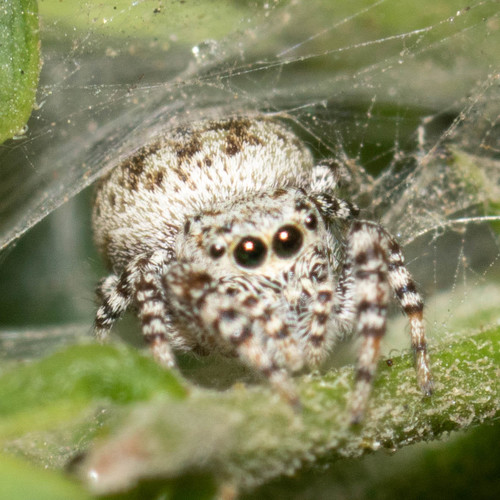 Peppered Jumping Spider