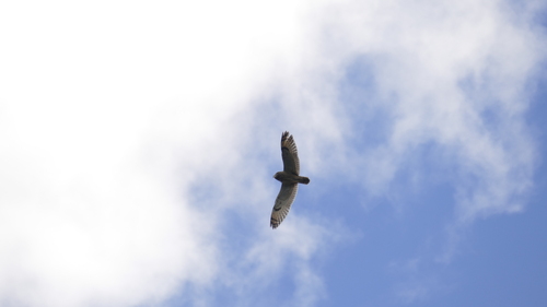 View observation of {o.common_name} on iNaturalist