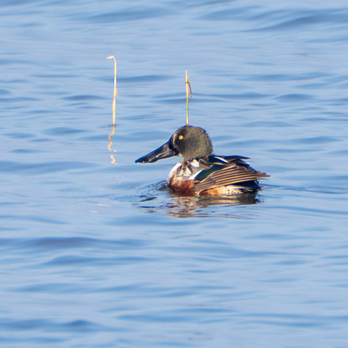 Northern Shoveler