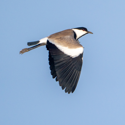 Spur-winged Lapwing