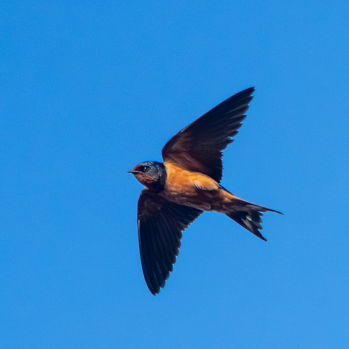 Barn Swallow