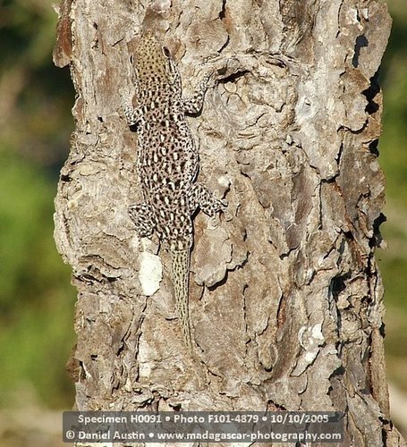 Short-headed Day Gecko