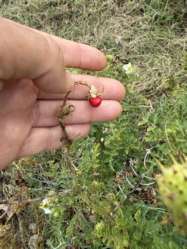 Red Buffalo-bur