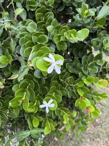 Natal Plum