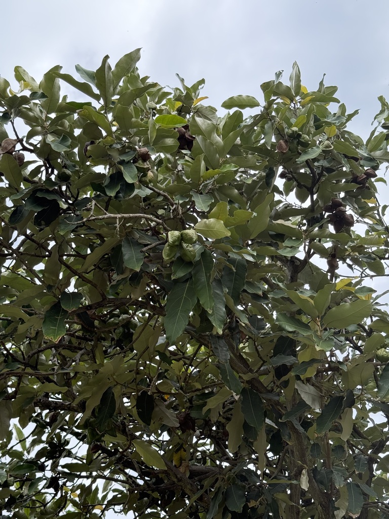 Looking-glass mangrove from Honolulu, HI, USA on January 22, 2026 at 09 ...