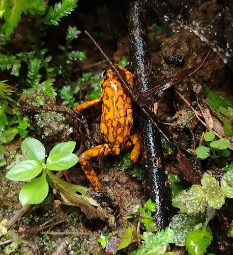 Little Devil Poison Frog