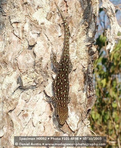 Short-headed Day Gecko