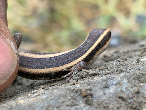 African Striped Skink