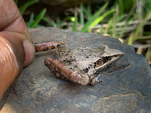 Anchieta's Ridged Frog