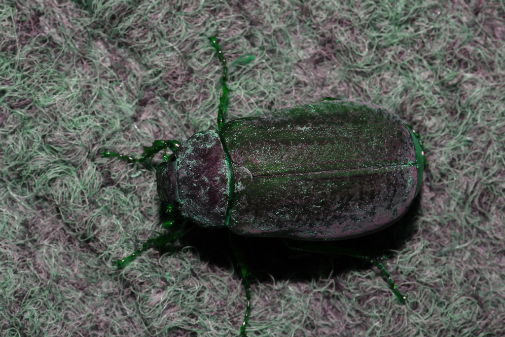 Soorabi Insect Scarabs from Ranau, Sabah, Malaysia on January 3, 2026 at 07:51 PM by ...