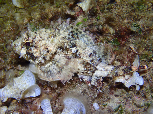 Scorpaena porcus