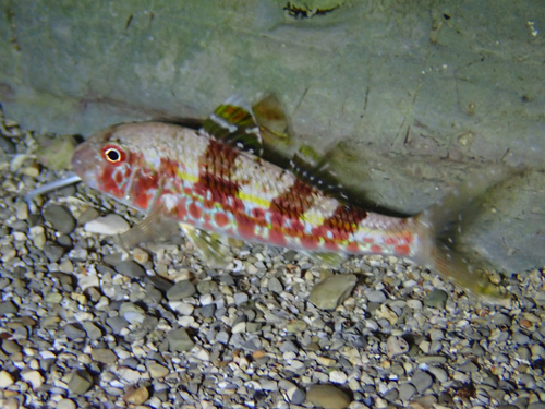 Mullus surmuletus