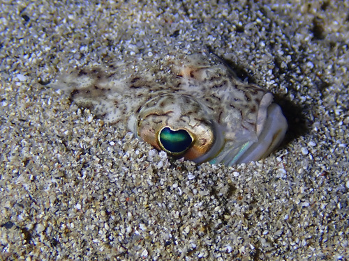 Trachinus draco