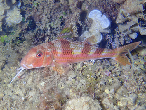 Mullus surmuletus
