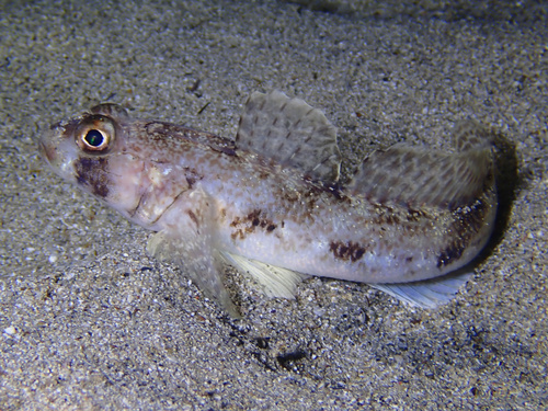 Gobius geniporus