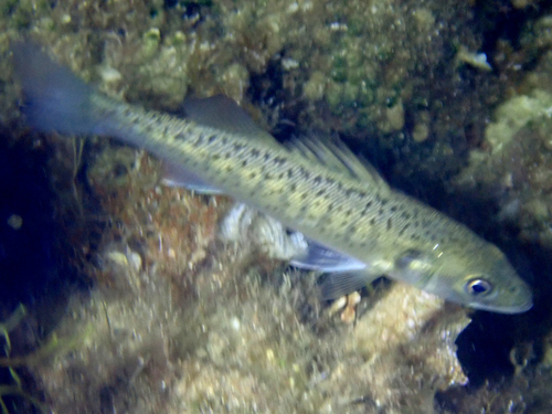 Dicentrarchus labrax