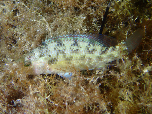 Symphodus tinca