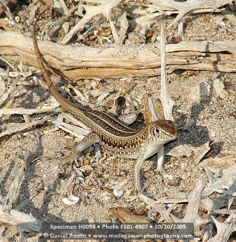 Madagascar Keeled Cordylid