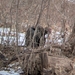 Wild Turkey from Pennypack Ecological Restoration Trust, Pennsylvania, PA, USA on January 23, 2026 at 09:42 AM by Tom Filip