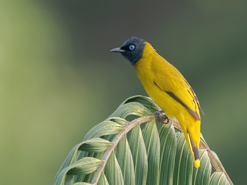 Black-headed Bulbul photo