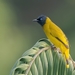 Black-headed Bulbul - Photo (c) Lester Tan, all rights reserved, uploaded by Lester Tan