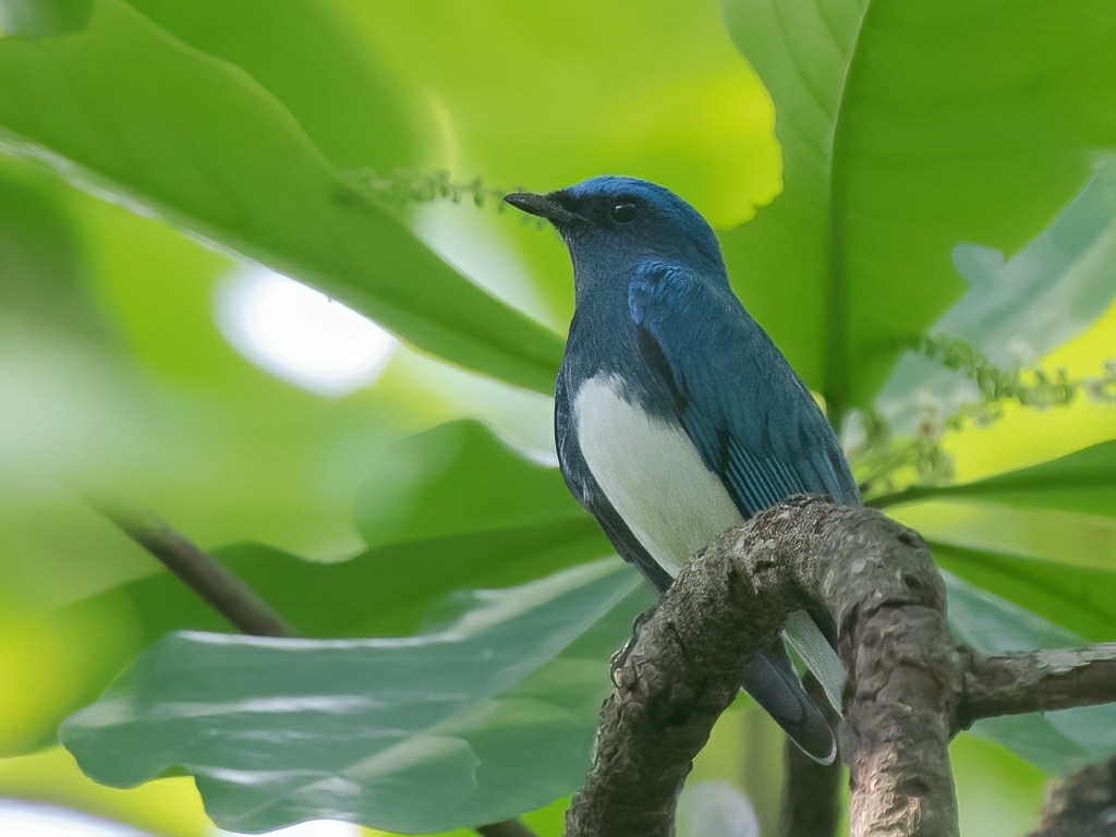 Zappey's Flycatcher (Cyanoptila cumatilis)