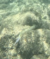 Spotted Moray Eel