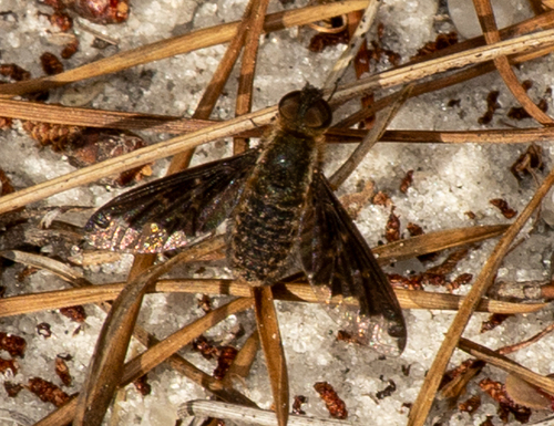 Unknown species found near Hillsborough County, FL, USA