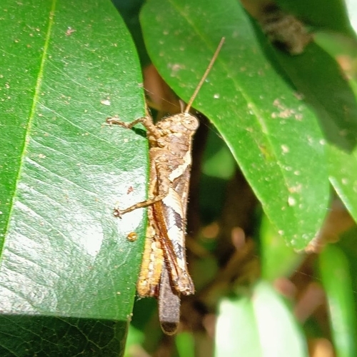 Rufous-legged Grasshopper