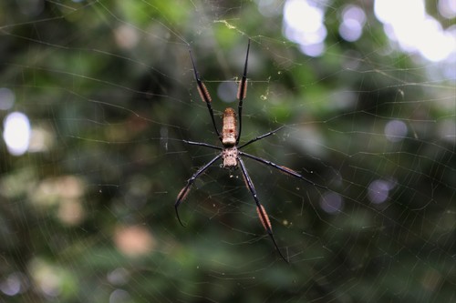 Hairy Golden Orb-weaving Spider