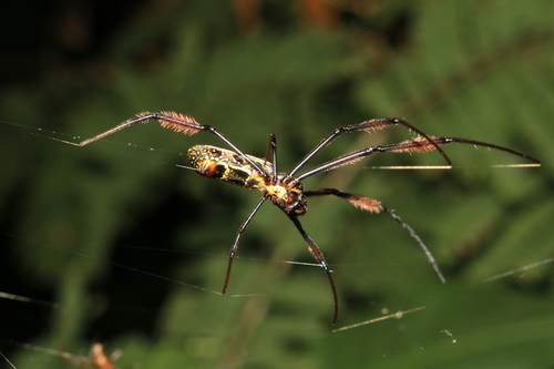 Hairy Golden Orb-weaving Spider