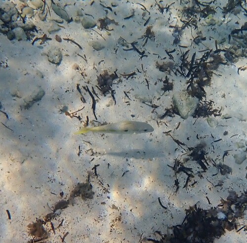 Yellowstripe Goatfish — seen at this dive site