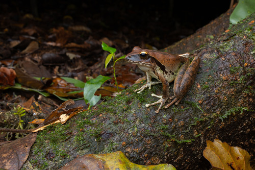 Ranoidea jungguy (Donnellan & Mahony, 2004)