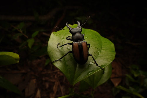 Lucanus parryi parryi