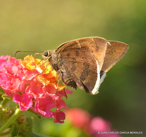Coyote Cloudywing
