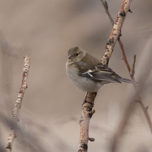 Common Chaffinch