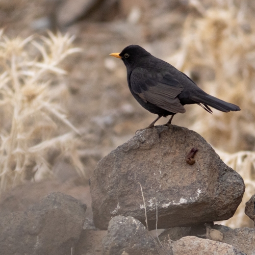 Eurasian Blackbird