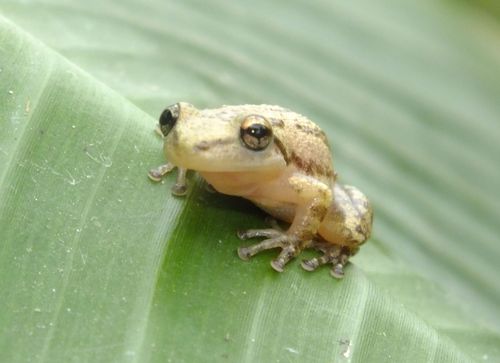 Stauffer's Tree Frog