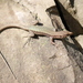 Georgian Lizard - Photo (c) mustafa gökmen, all rights reserved, uploaded by mustafa gökmen