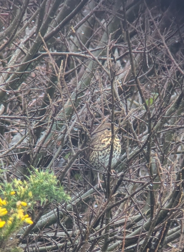 Song Thrush
