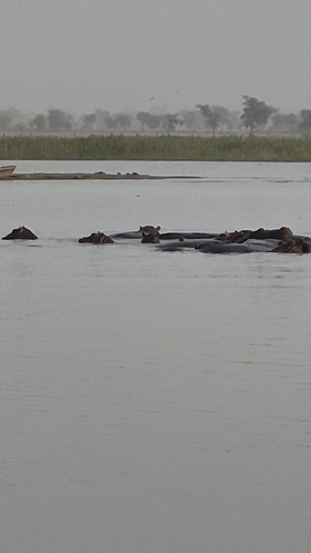 Common Hippopotamus