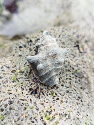 Stramonita rustica