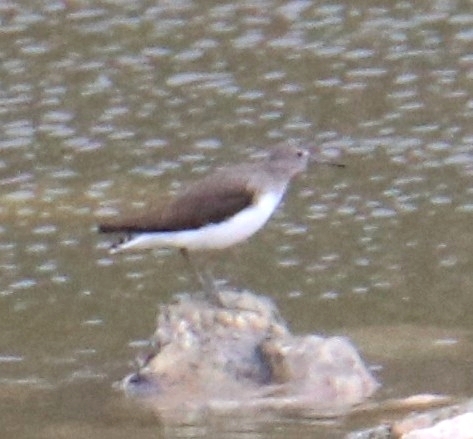 Green Sandpiper