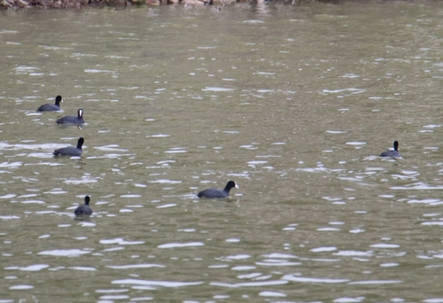 Eurasian Coot