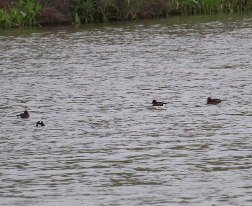 Ferruginous Duck
