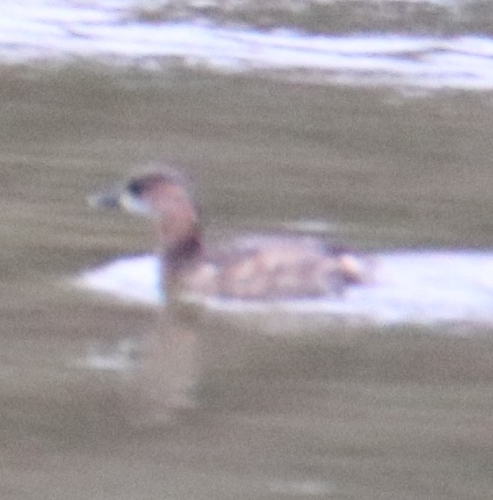 Little Grebe