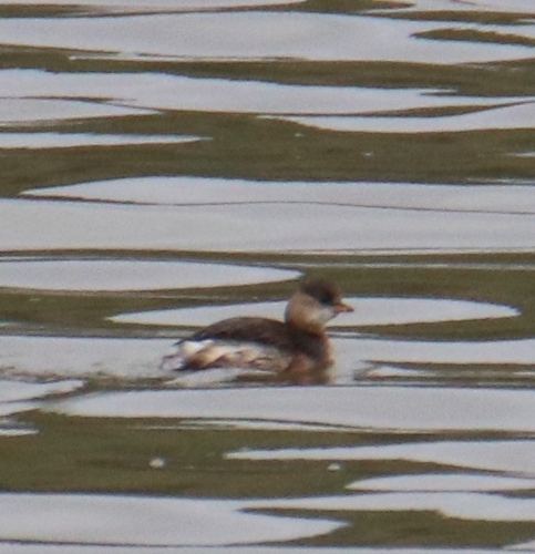 Little Grebe