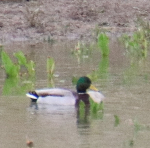 Mallard